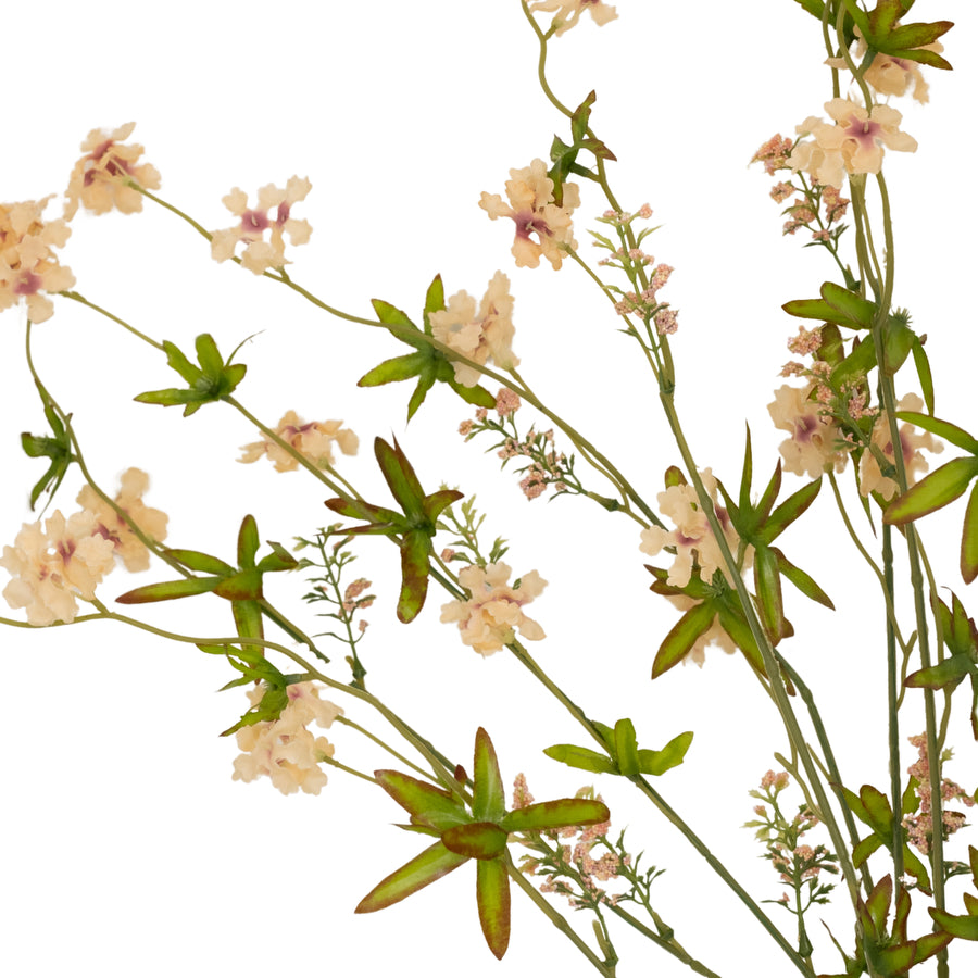 Pentas Stem