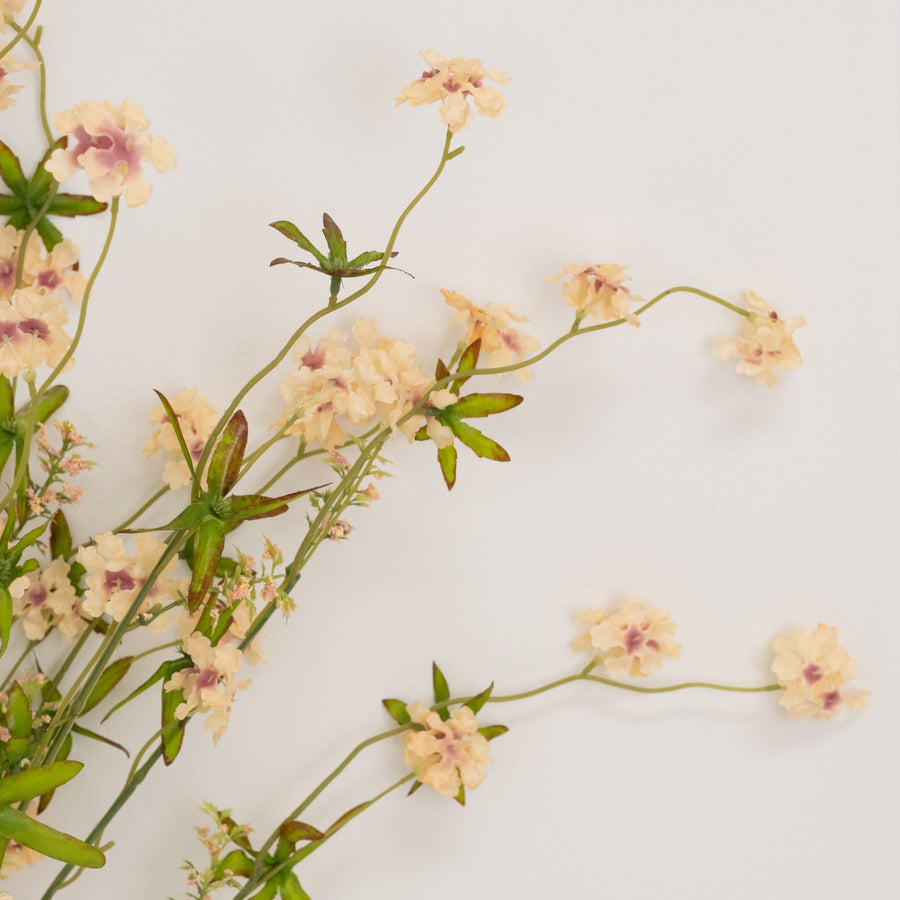Pentas Stem