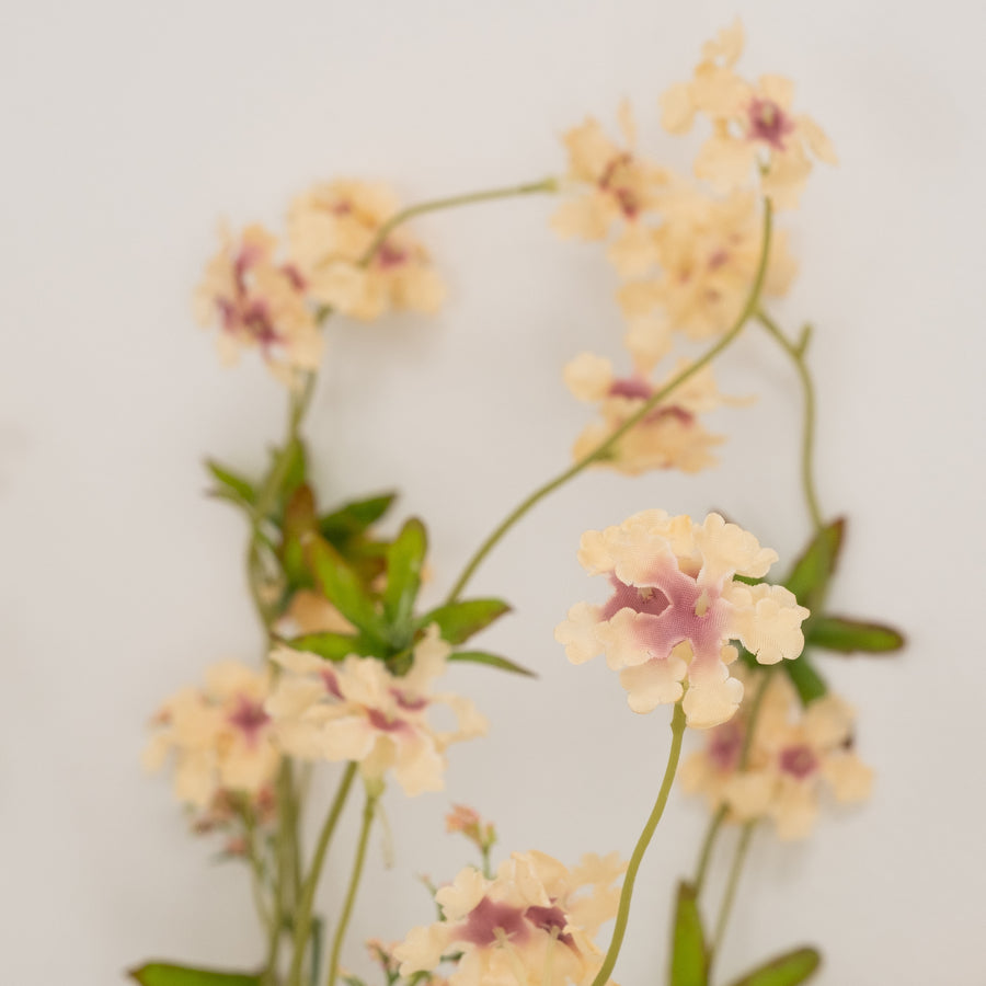 Pentas Stem