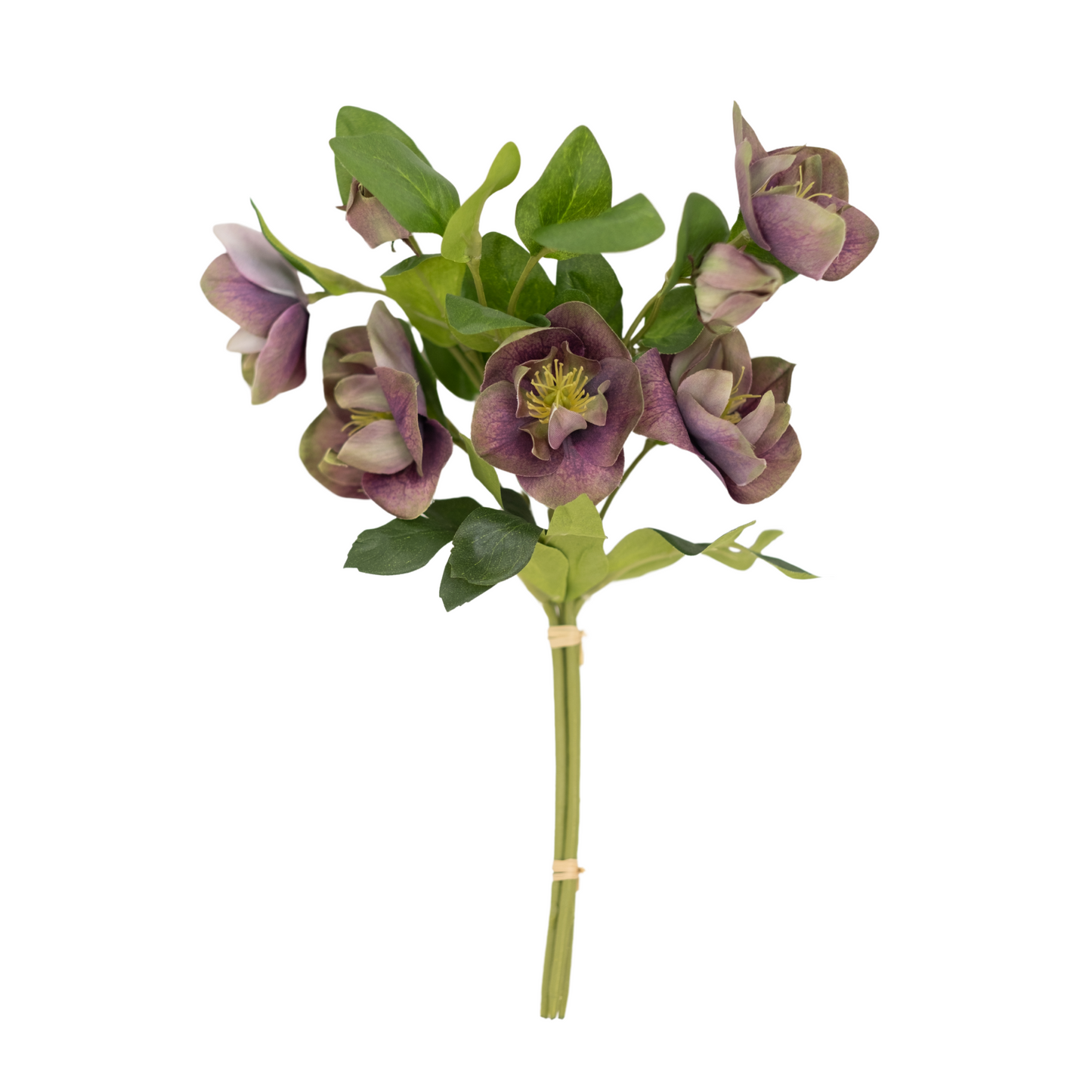 Pippa Hellebore Bundle
