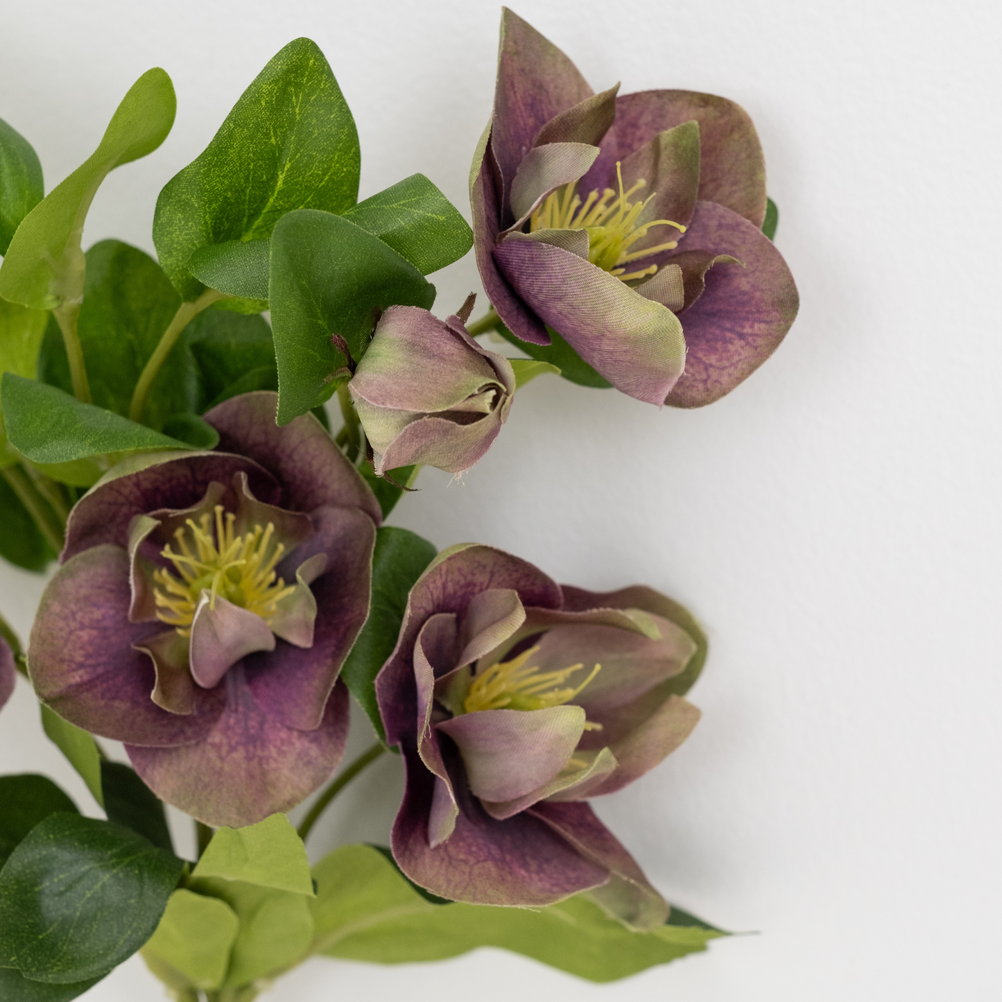 Pippa Hellebore Bundle