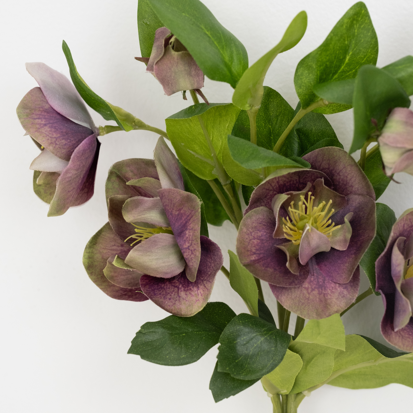 Pippa Hellebore Bundle