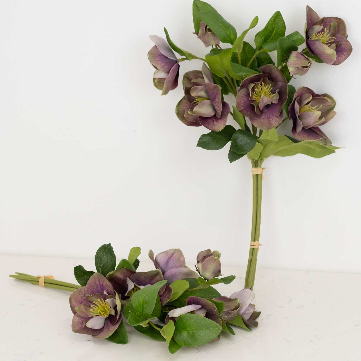 Pippa Hellebore Bundle