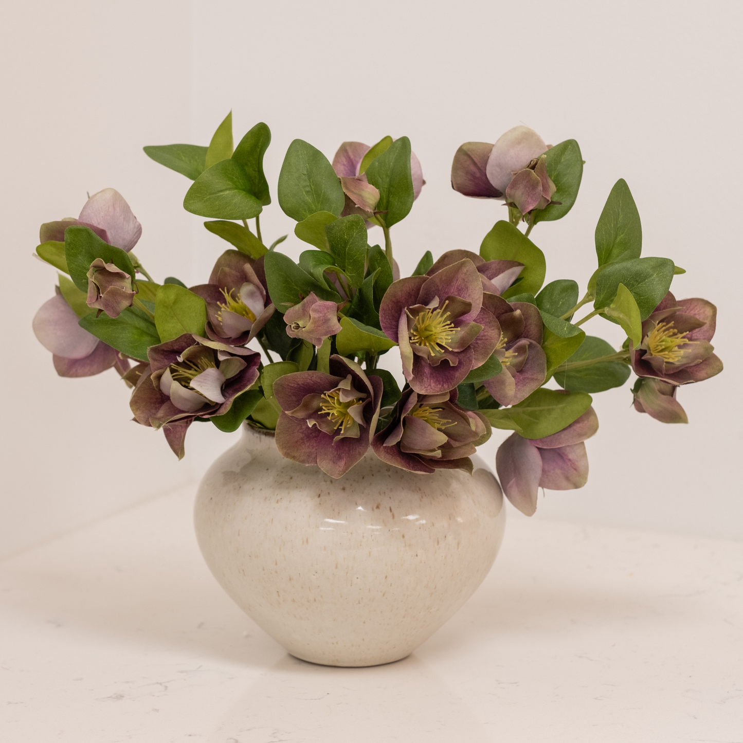 Pippa Hellebore Bundle