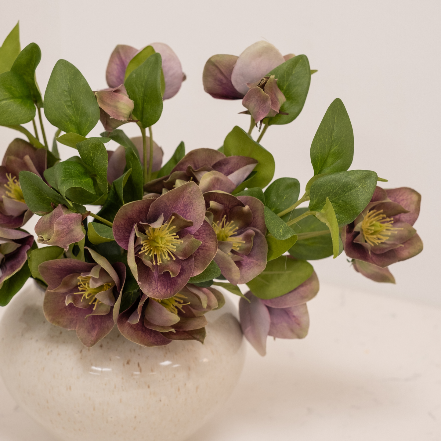 Pippa Hellebore Bundle