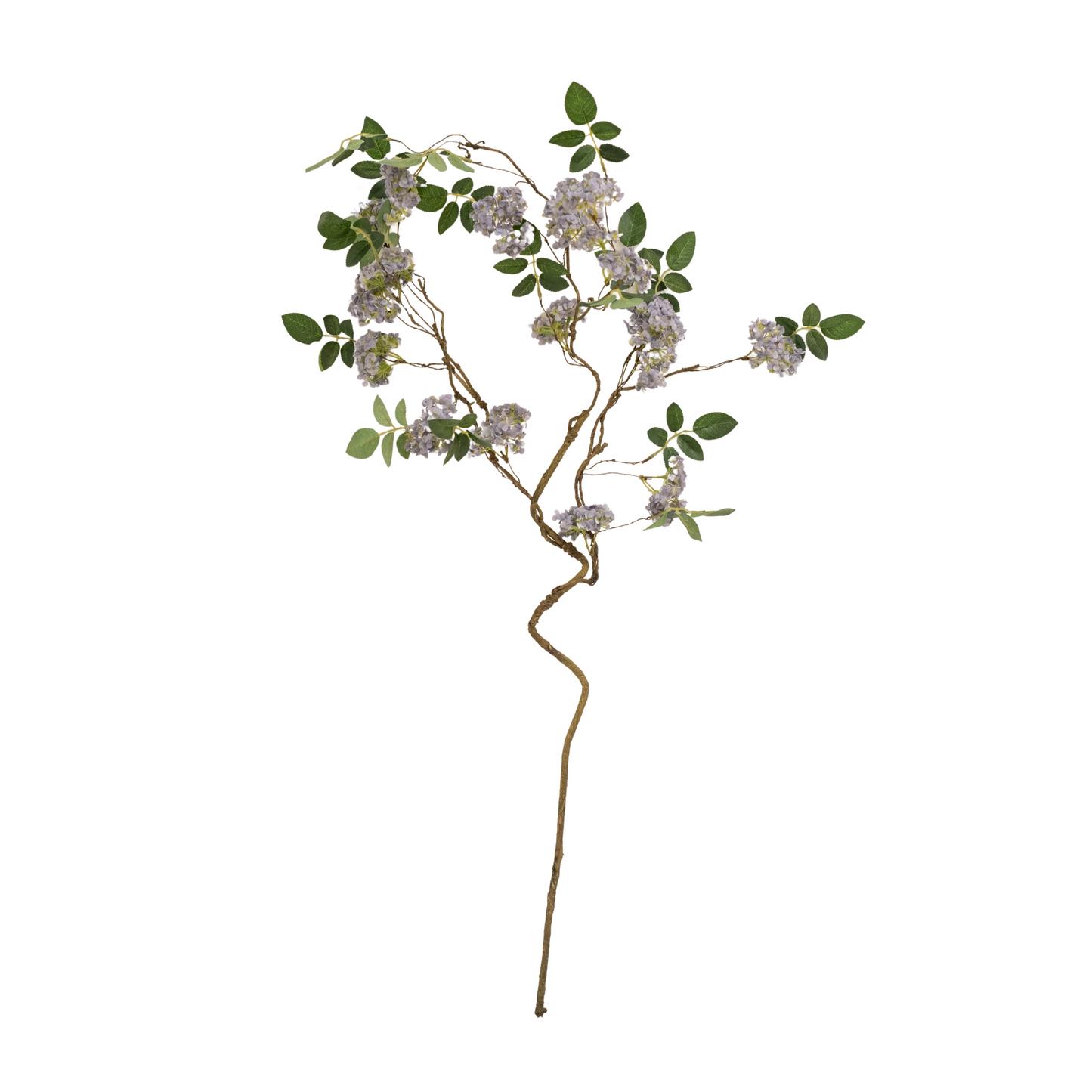 Evolet Branch