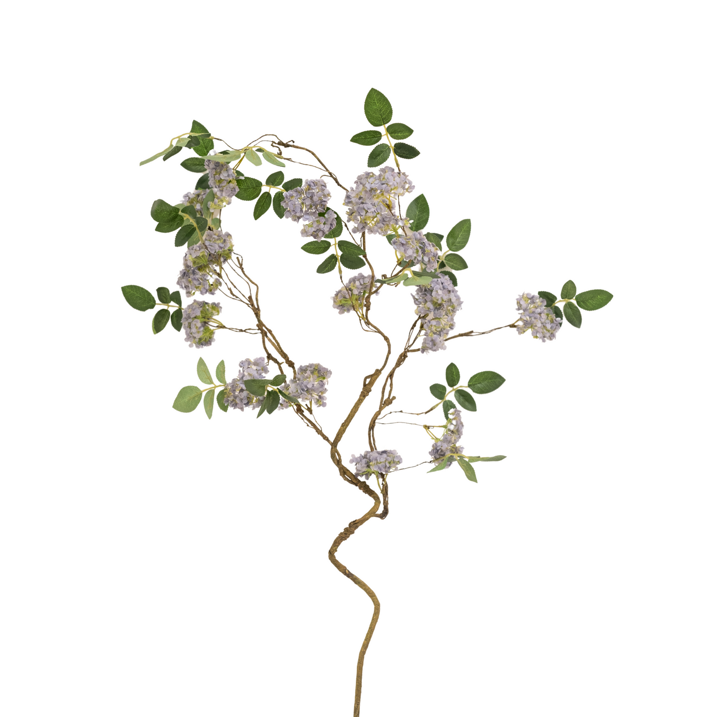 Evolet Branch
