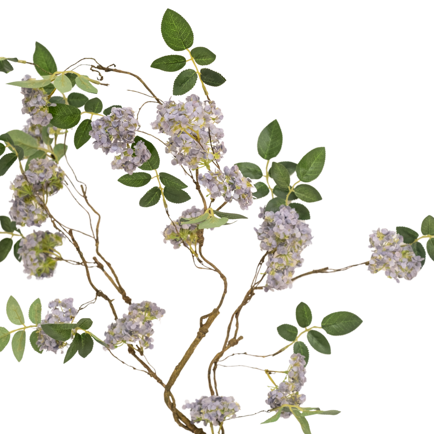 Evolet Branch