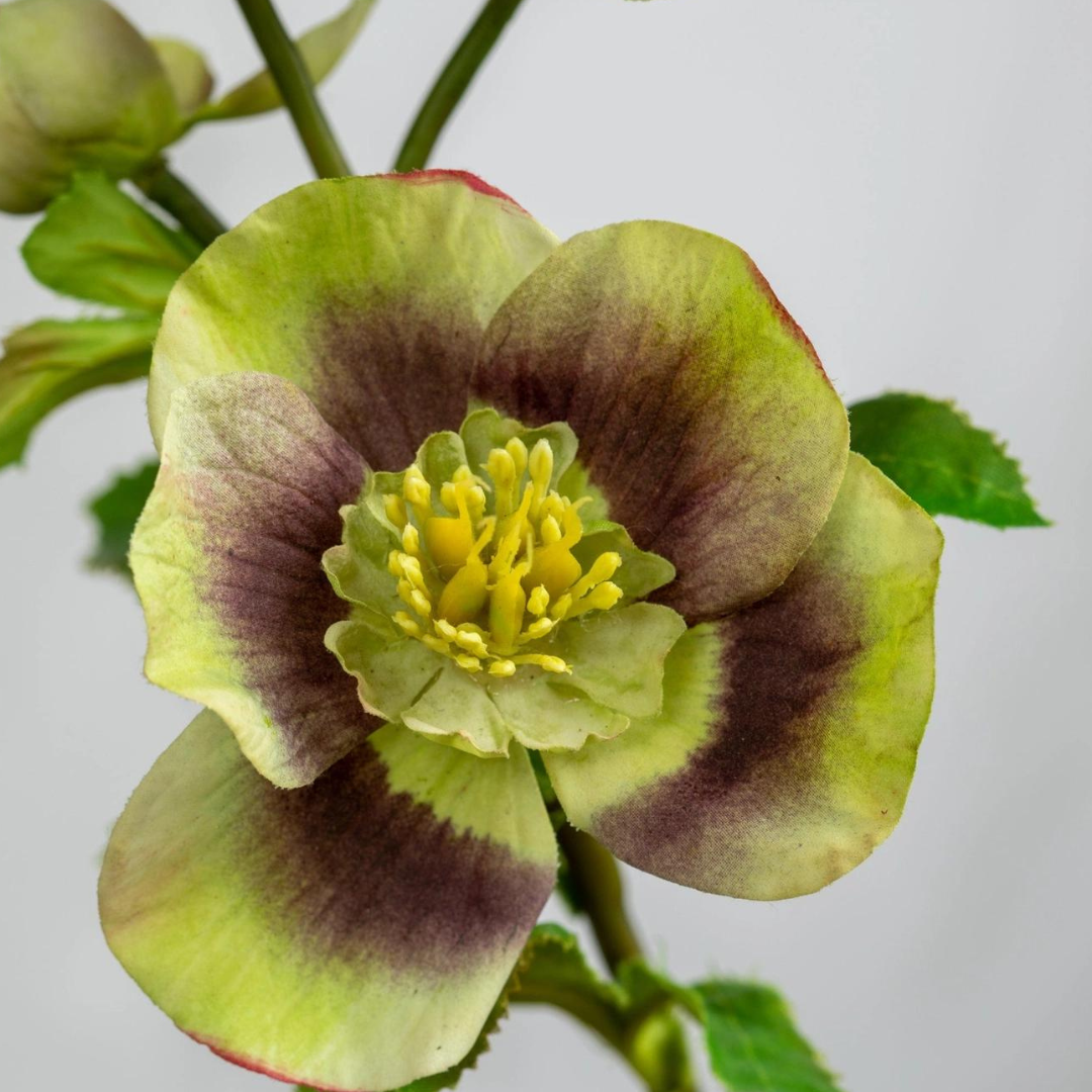 Vibrant Green and Mauve Lenten Rose Faux Floral Stem Close Up