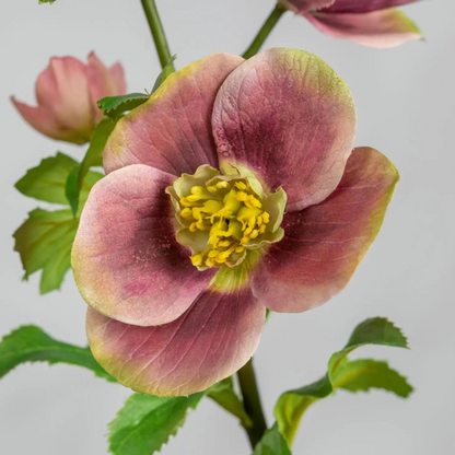 Lenten Rose Dusty Mauve Faux Floral Stem Close Up