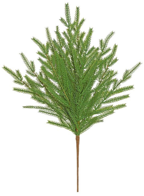 20” Norfolk Pine Bush