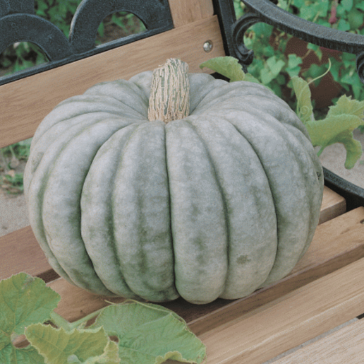 4" Green Washed Pumpkin